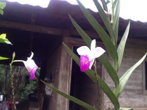 Yard Orchid