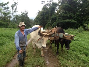 Alfraedo and the oxen moving rocks for the pathway